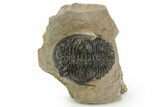 Bargain, Hollardops Trilobite - Foum Zguid, Morocco #363175-3